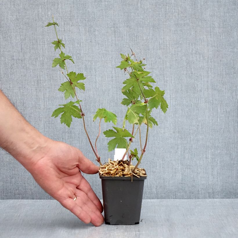 Geranium phaeum Angelina 8/9 cm pot sample as delivered in spring