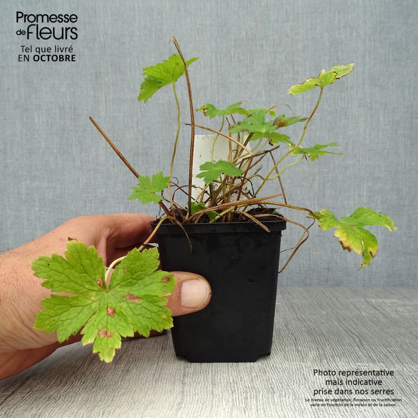 Spécimen de Géranium vivace phaeum Godet de 8/9 cm tel que livré en automne