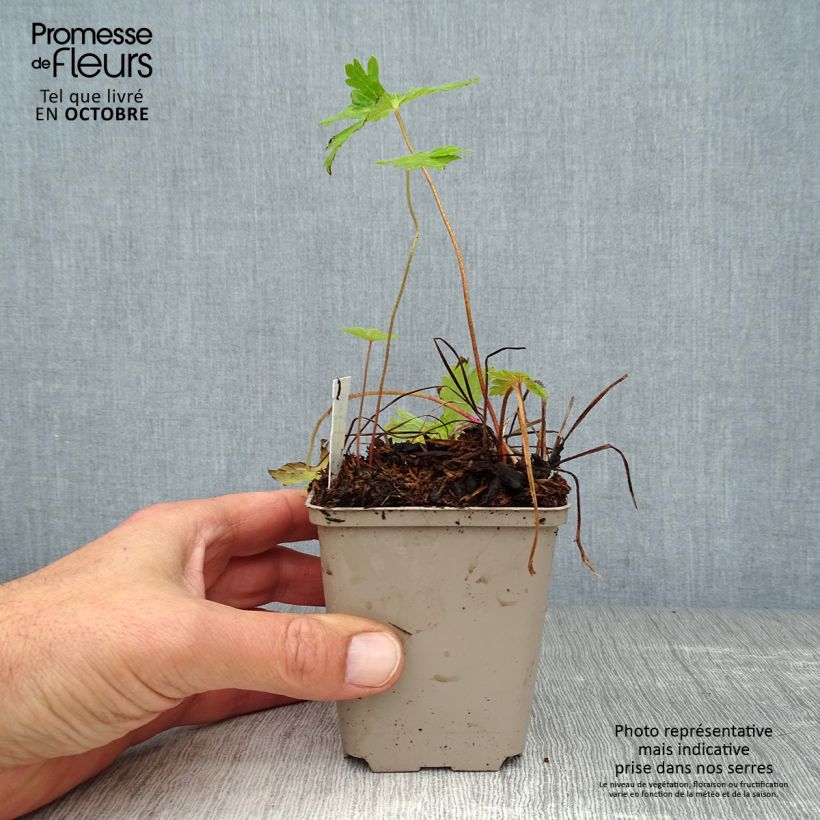 Spécimen de Géranium vivace phaeum Lily Lovell Godet de 8/9 cm tel que livré en automne