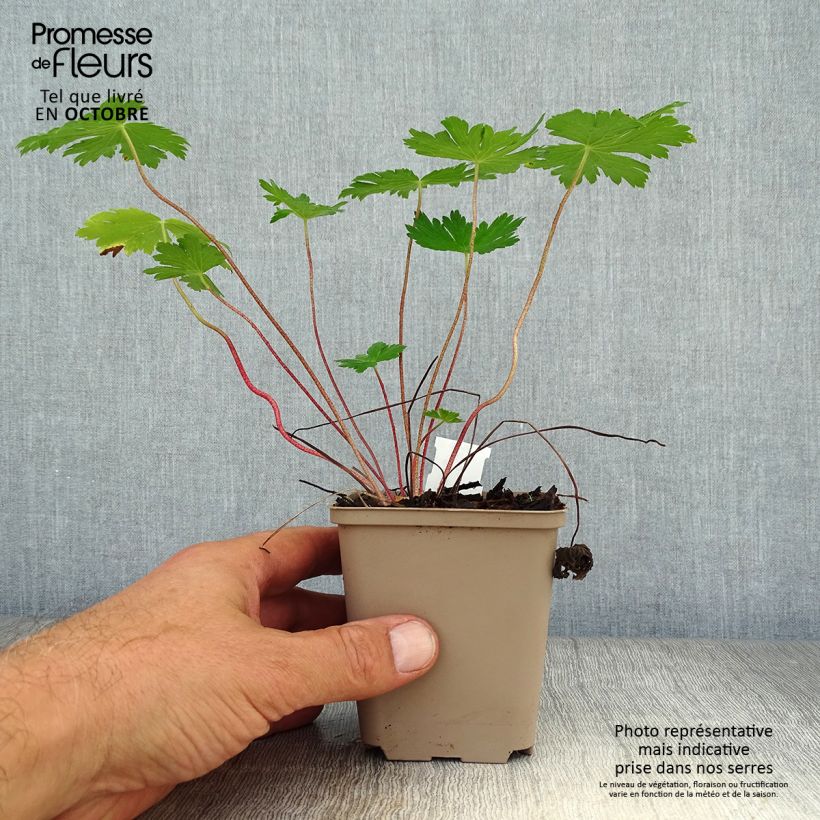 Spécimen de Geranium vivace phaeum Mourning Widow Godet de 8/9 cm tel que livré en automne