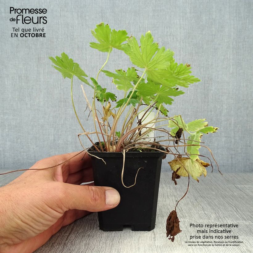 Spécimen de Geranium vivace phaeum Raven - Géranium vivace livide Godet de 8/9 cm tel que livré en automne