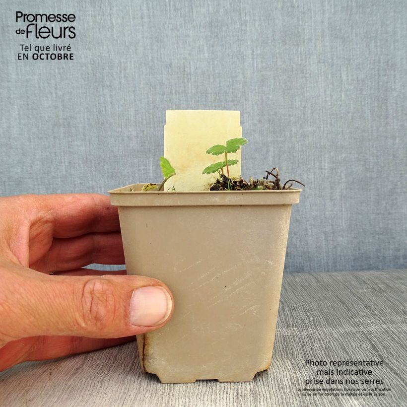 Spécimen de Géranium vivace Philippe Vapelle Godet de 8/9 cm tel que livré en automne