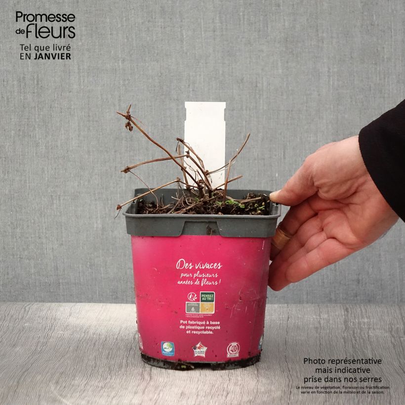 Spécimen de Géranium vivace Pink Penny Pot de 2L/3L tel que livré en hiver