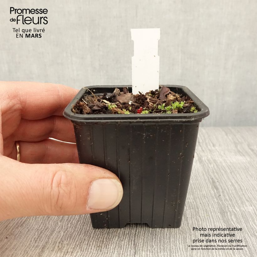 Spécimen de Géranium vivace pratense Dark Eyes - Géranium des prés Godet de 8/9 cm tel que livré au printemps