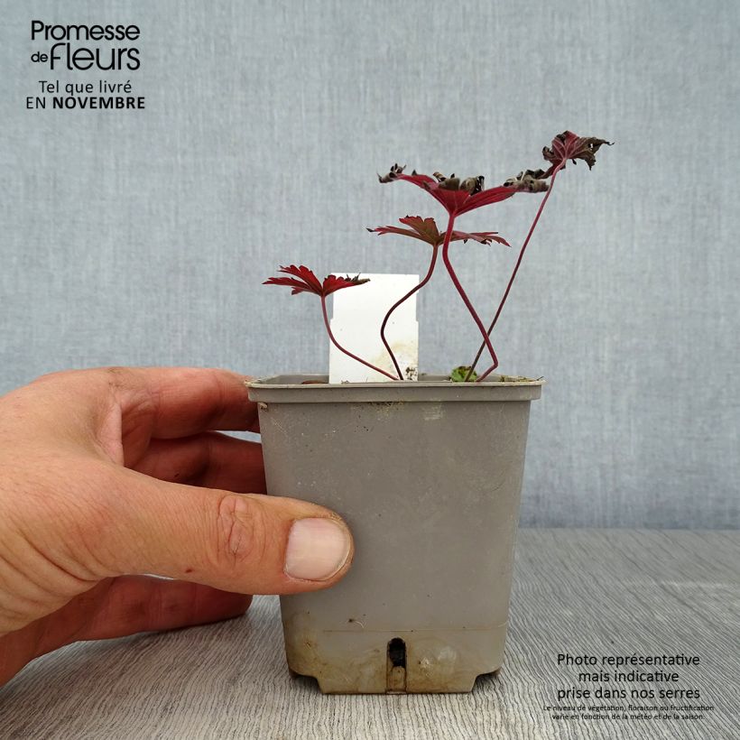 Spécimen de Géranium vivace pratense Dark Reiter Godet de 8/9 cm tel que livré en automne