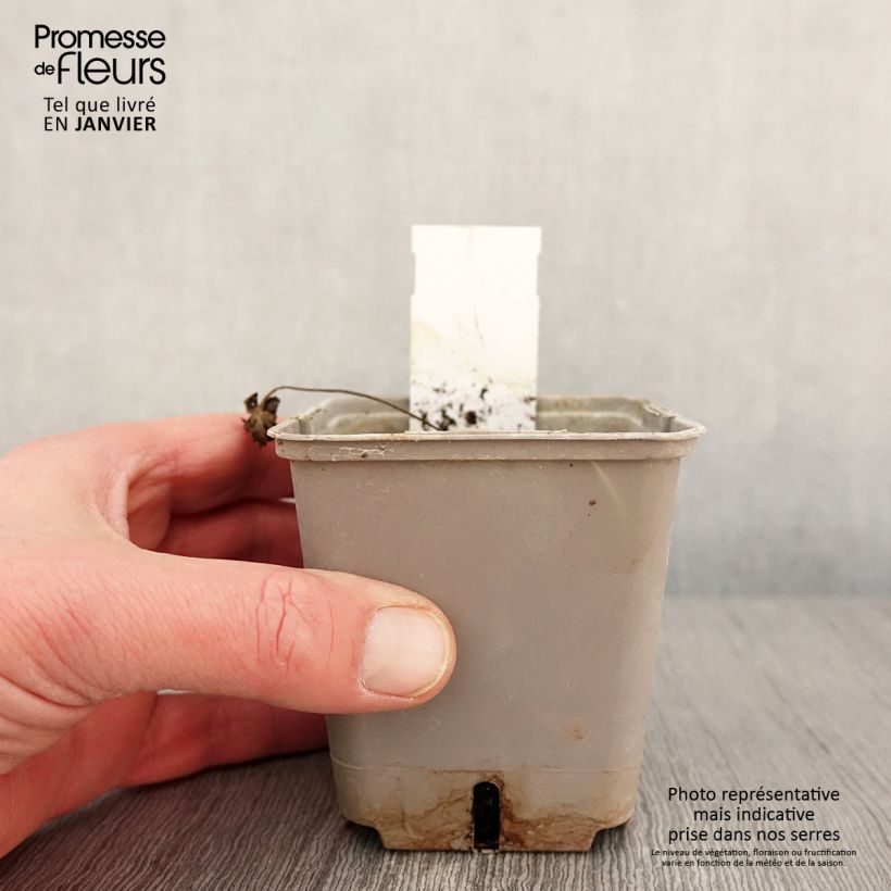 Spécimen de Géranium vivace pratense Dark Reiter Godet de 8/9 cm tel que livré en hiver