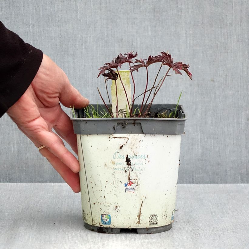 Spécimen de Géranium vivace pratense Hocus Pocus Pot de 2L/3L tel que livré en automne