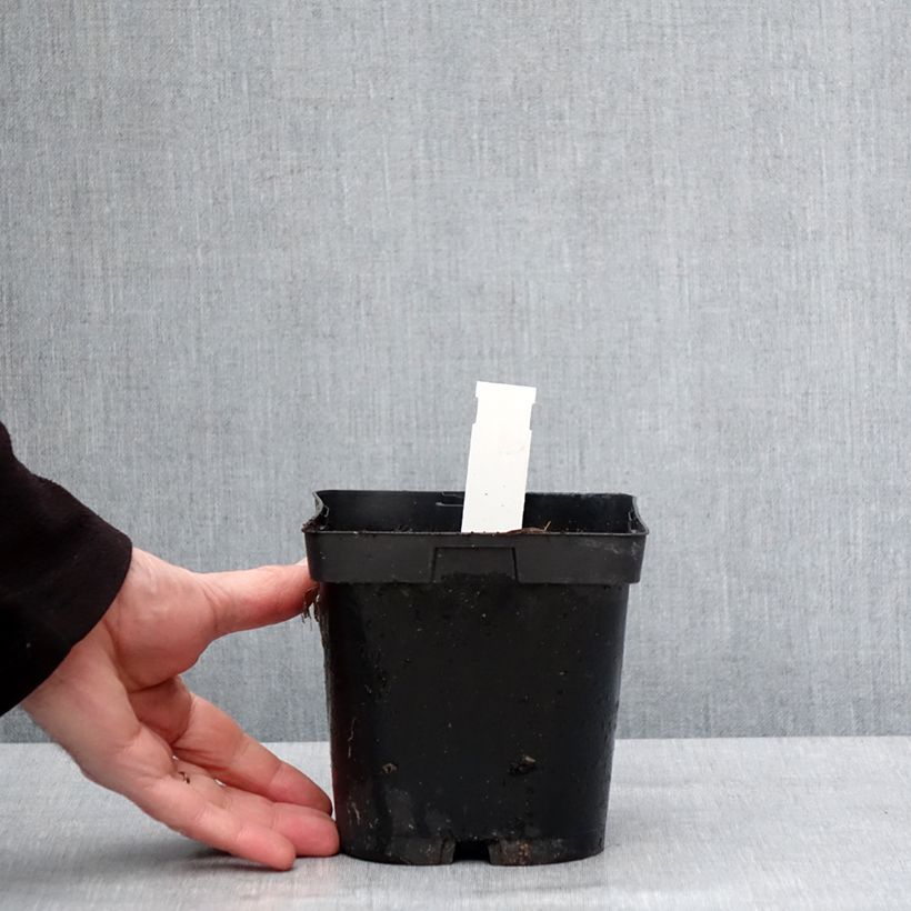 Spécimen de Géranium vivace pratense Hocus Pocus Pot de 2L/3L tel que livré en hiver