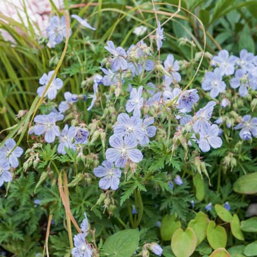 Geranium pratense Mrs Kendall Clark (Hábito)