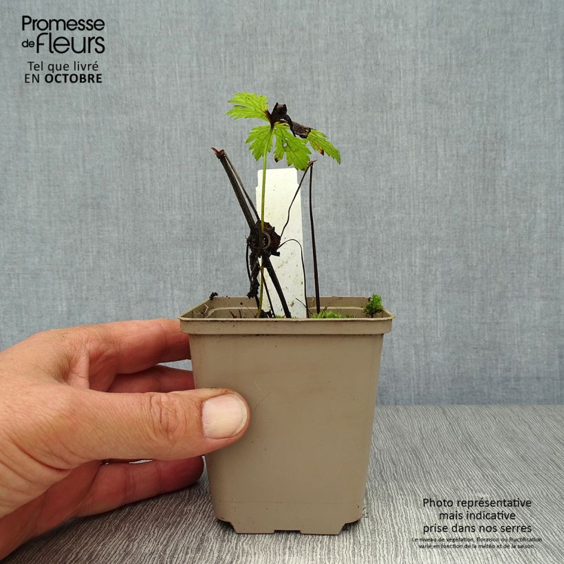 Spécimen de Geranium vivace Prélude Godet de 8/9 cm tel que livré en automne