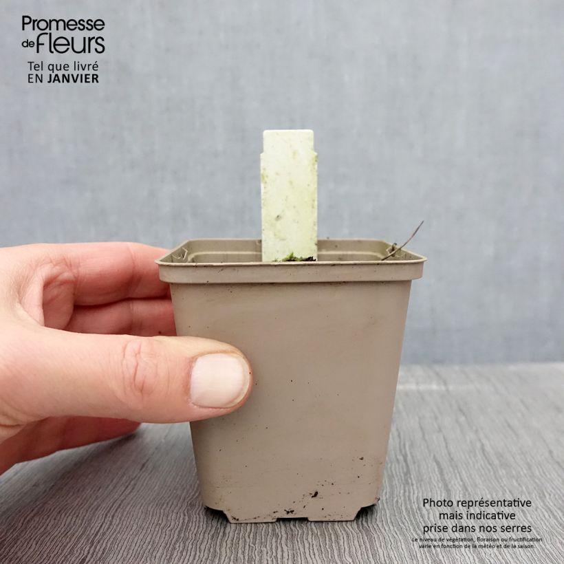 Spécimen de Geranium vivace Prélude Godet de 8/9 cm tel que livré en hiver