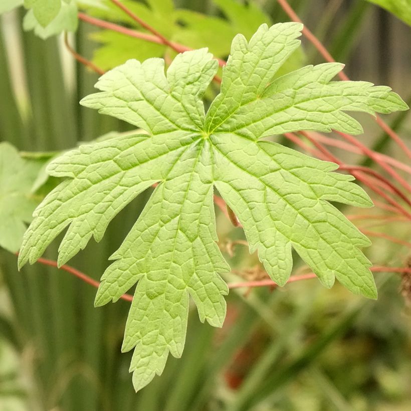 Géranium vivace psilostemon (Feuillage)