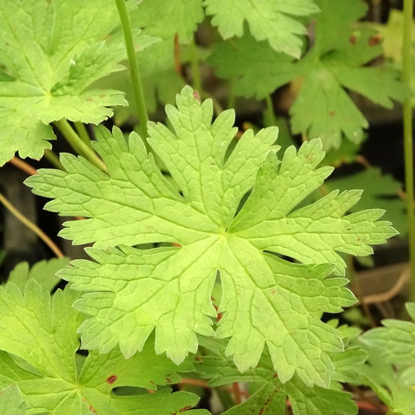 Geranium vivace psilostemon JS Ma Tu Vu (Feuillage)