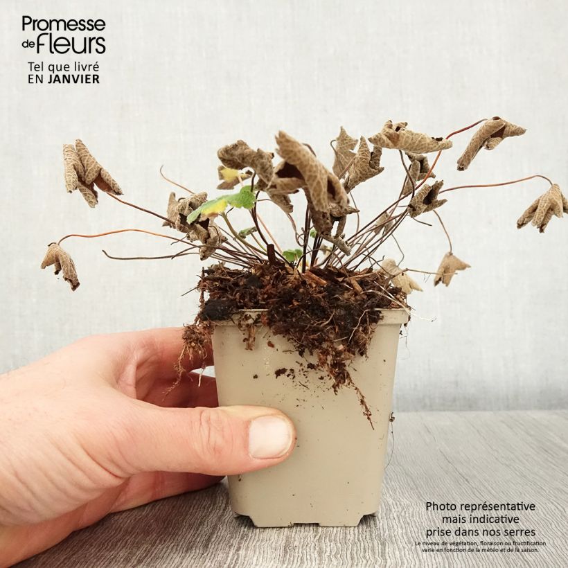 Spécimen de Géranium vivace renardii Godet de 8/9 cm tel que livré en hiver