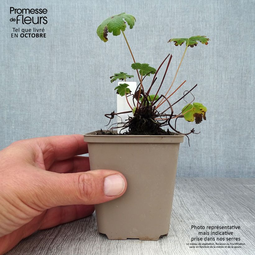 Spécimen de Géranium vivace renardii Tcschelda Godet de 8/9 cm tel que livré en automne