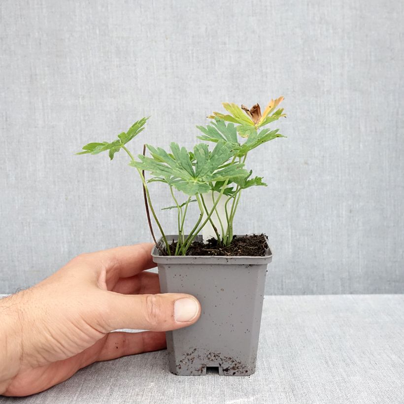 Spécimen de Géranium vivace richardsonii Godet de 8/9 cm tel que livré en automne