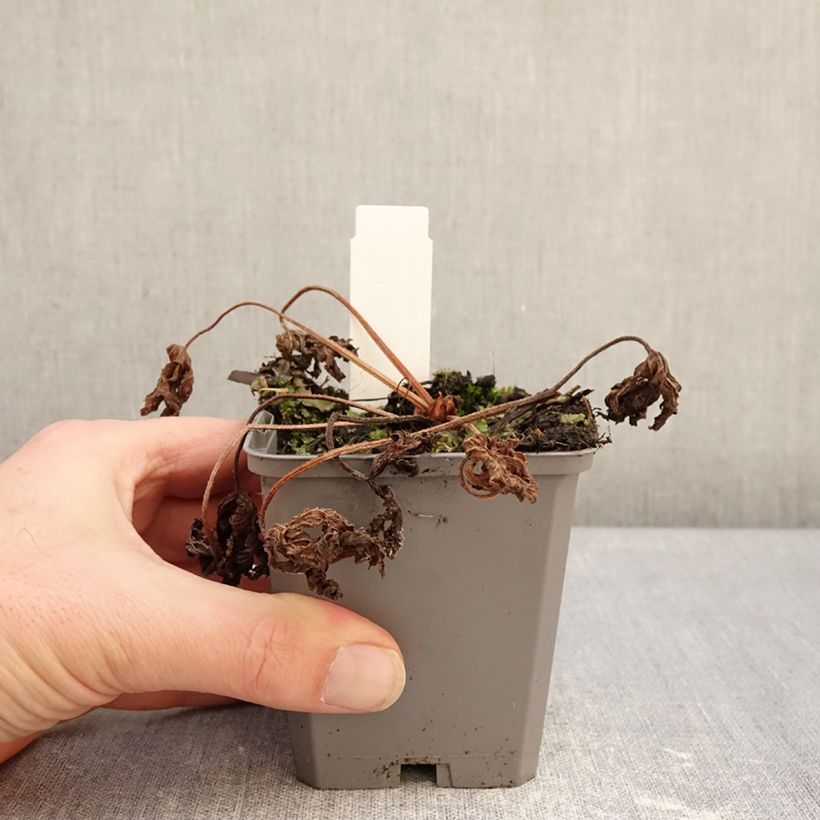 Spécimen de Géranium vivace richardsonii Godet de 8/9 cm tel que livré en hiver