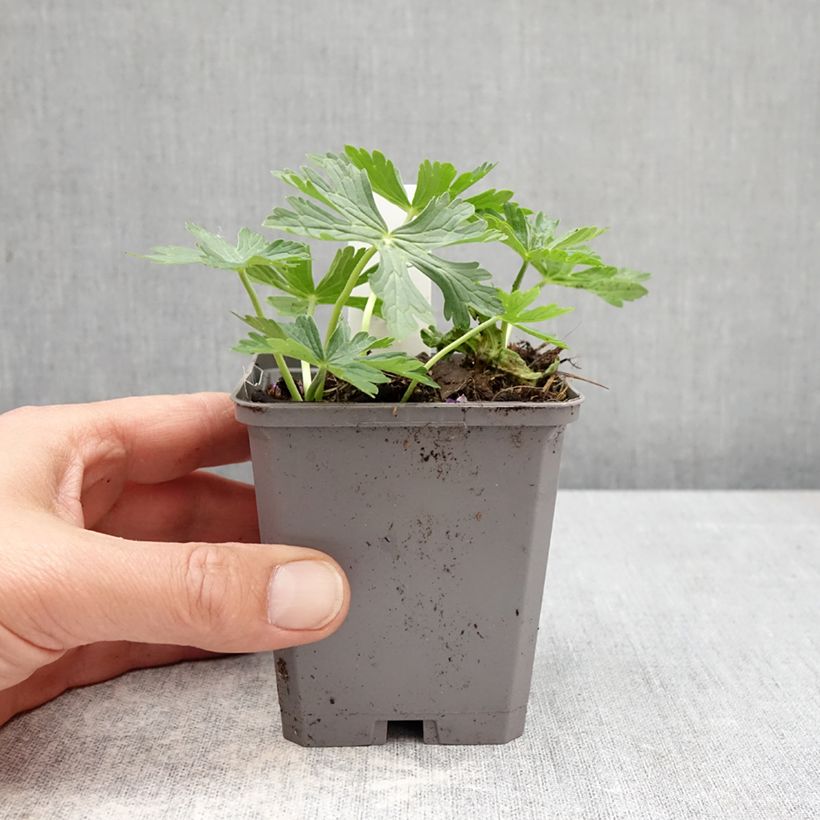 Spécimen de Géranium vivace richardsonii Godet de 8/9 cm tel que livré au printemps