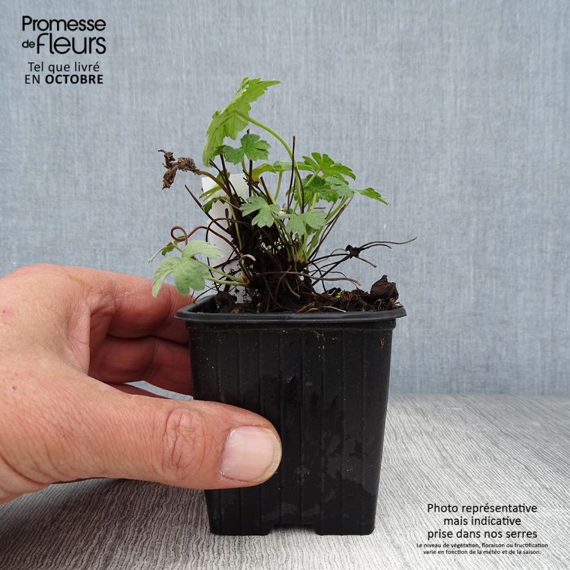 Spécimen de Géranium vivace riversleaianum Russell Prichard Godet de 8/9 cm tel que livré en automne