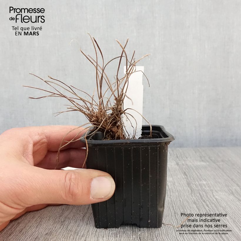 Spécimen de Géranium vivace riversleaianum Russell Prichard Godet de 8/9 cm tel que livré au printemps