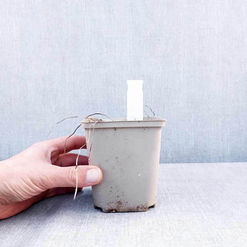 Spécimen de Géranium vivace Rozanne Pot de 12 cm / 13 cm tel que livré en hiver