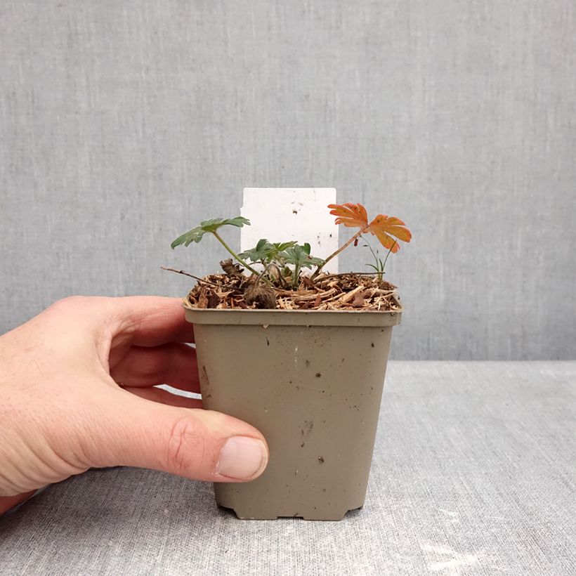 Spécimen de Géranium vivace sanguin Ankum's Pride - Géranium sanguineum Godet de 8/9 cm tel que livré en hiver