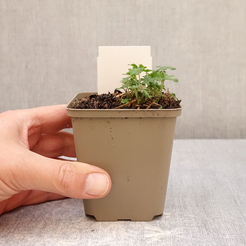 Spécimen de Géranium vivace sanguin Ankum's Pride - Géranium sanguineum Godet de 8/9 cm tel que livré au printemps