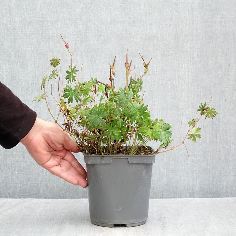 Spécimen de Géranium vivace sanguin Ankum's Pride - Géranium sanguineum Pot de 2L/3L tel que livré en automne