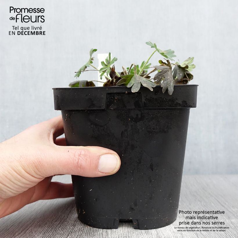 Spécimen de Geranium vivace sanguineum Album Pot de 1,5L/2L tel que livré en automne