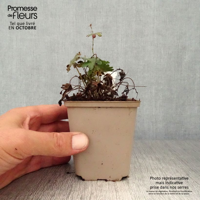 Spécimen de Géranium vivace sanguineum Elsbeth Godet de 8/9 cm tel que livré en automne