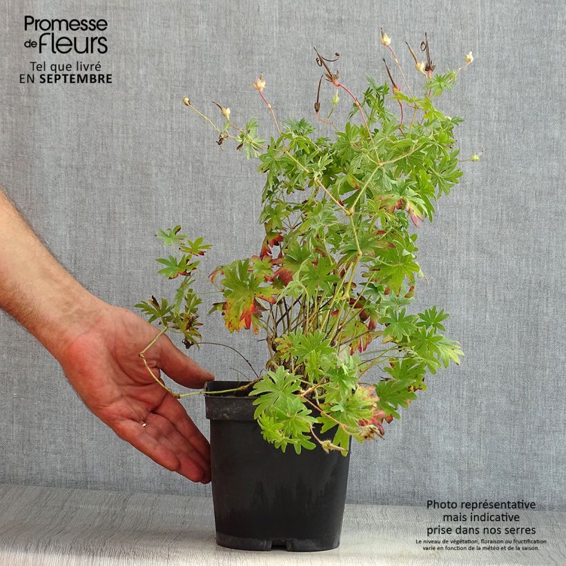 Spécimen de Géranium vivace sanguineum Pot de 2L/3L tel que livré en été