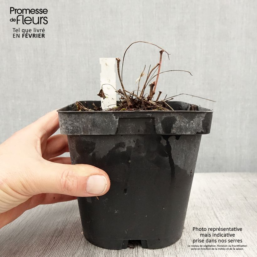 Spécimen de Géranium vivace sanguineum Pot de 2L/3L tel que livré en hiver