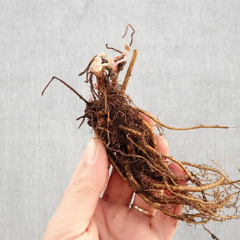 Spécimen de Géranium vivace sanguineum Frivolius Lilac Racines nues tel que livré en hiver