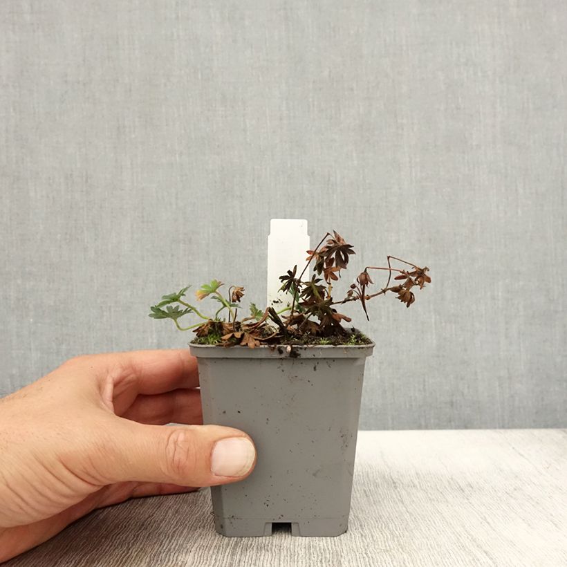 Spécimen de Géranium vivace sanguineum Max Frei Godet de 8/9 cm tel que livré en automne