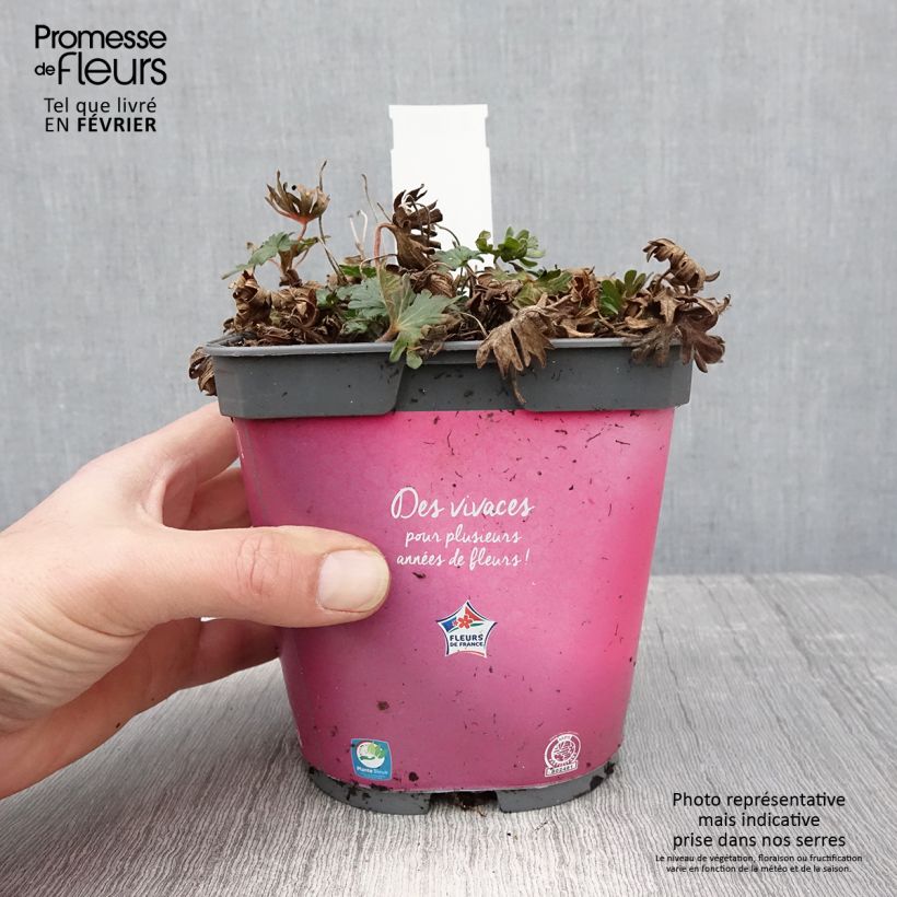 Spécimen de Geranium vivace sanguineum Pink Pouffe Pot de 2L/3L tel que livré en hiver