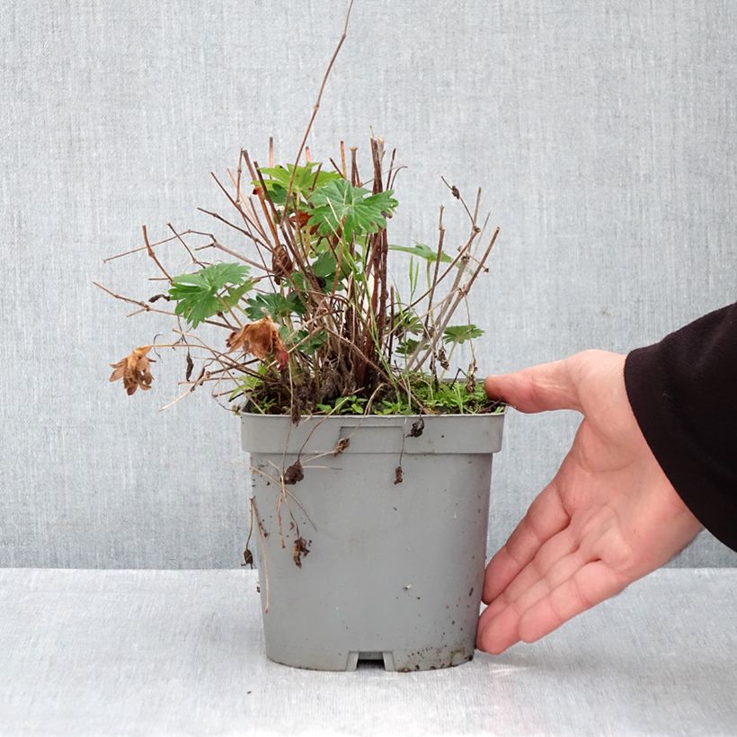 Spécimen de Géranium vivace sanguineum Pot de 2L/3L tel que livré en automne