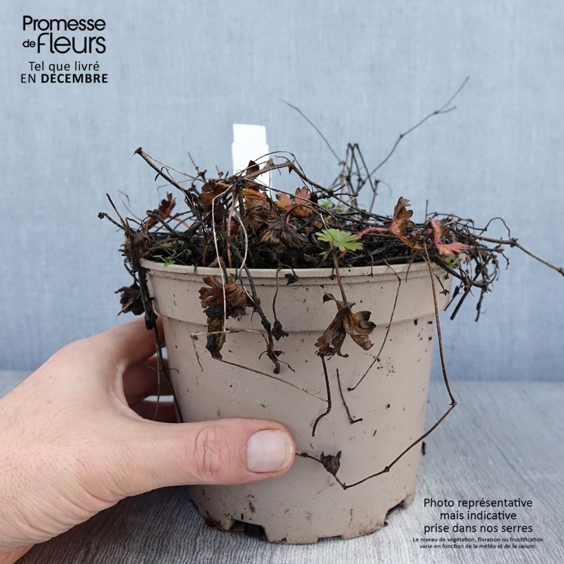 Spécimen de Géranium vivace sanguineum striatum Pot de 2L/3L tel que livré en hiver