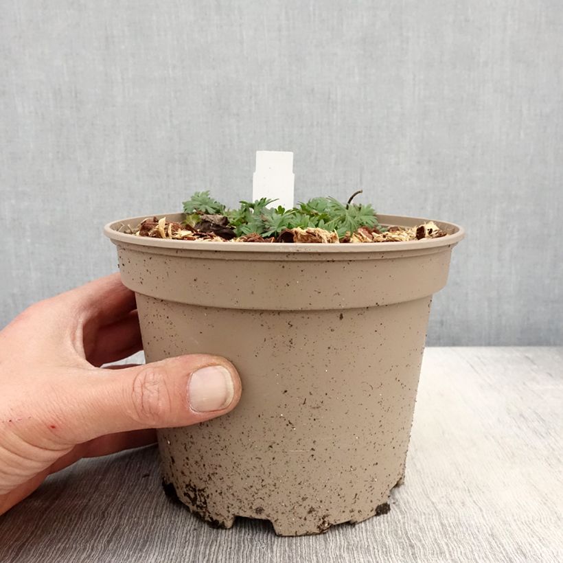 Spécimen de Géranium vivace sanguineum striatum Pot de 2L/3L tel que livré au printemps