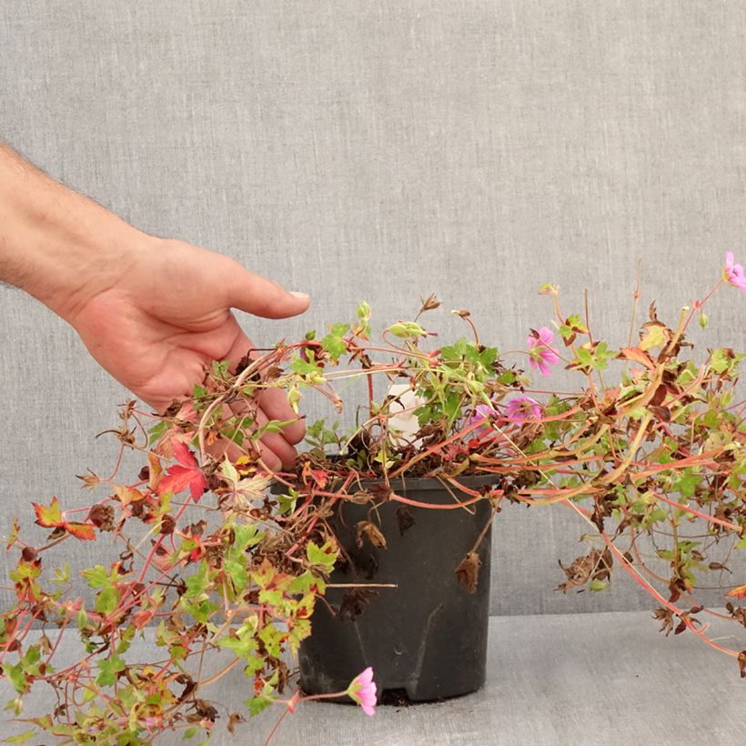 Spécimen de Geranium vivace Silvia's surprise Pot de 1,5L/2L tel que livré en été