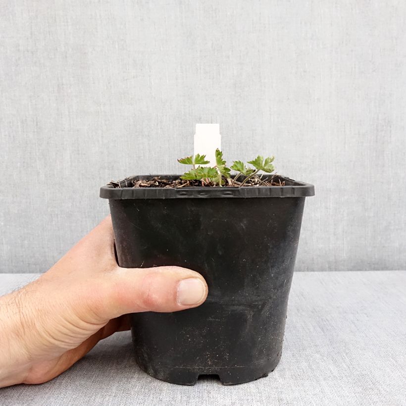 Spécimen de Geranium vivace Silvia's surprise Pot de 1,5L/2L tel que livré au printemps