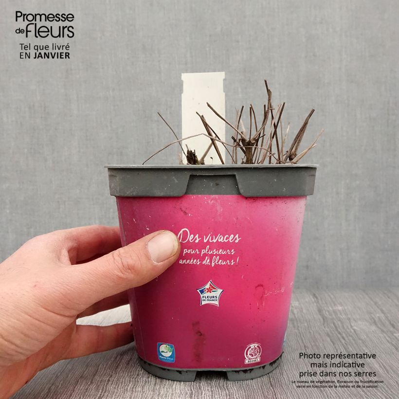 Spécimen de Géranium vivace Sirak Pot de 2L/3L tel que livré en hiver