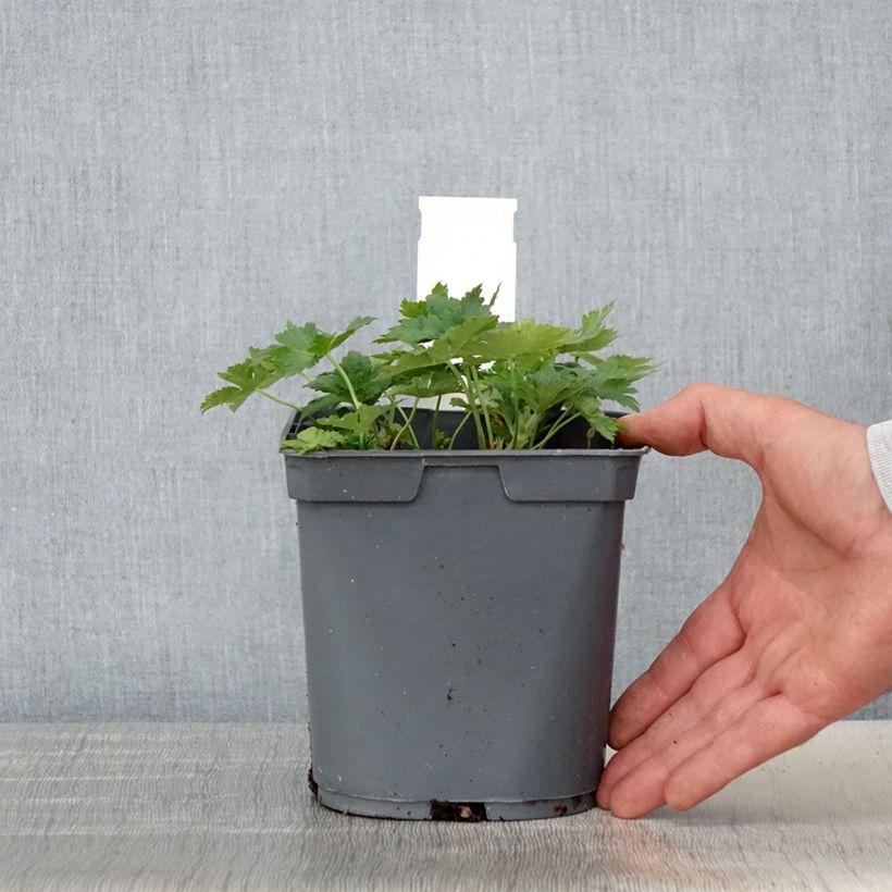 Spécimen de Géranium vivace Sirak Pot de 2L/3L tel que livré au printemps