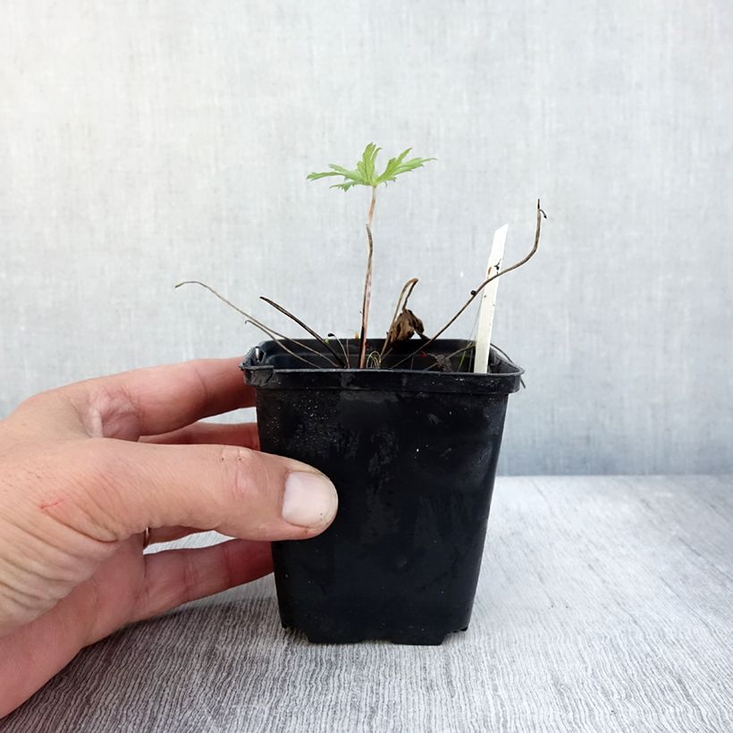 Spécimen de Géranium vivace Spinners Godet de 8/9 cm tel que livré en automne