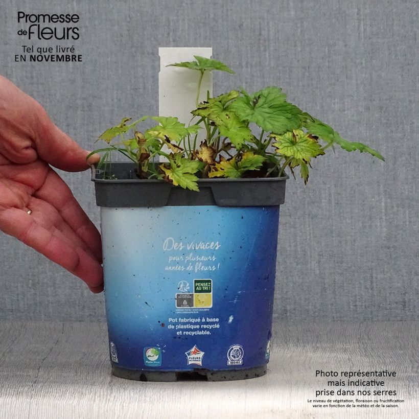 Spécimen de Géranium vivace Sweet Heidi Pot de 2L/3L tel que livré en automne