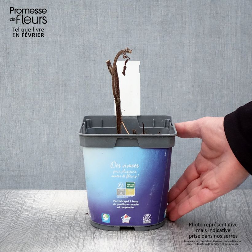 Spécimen de Géranium vivace Sweet Heidi Pot de 2L/3L tel que livré en hiver