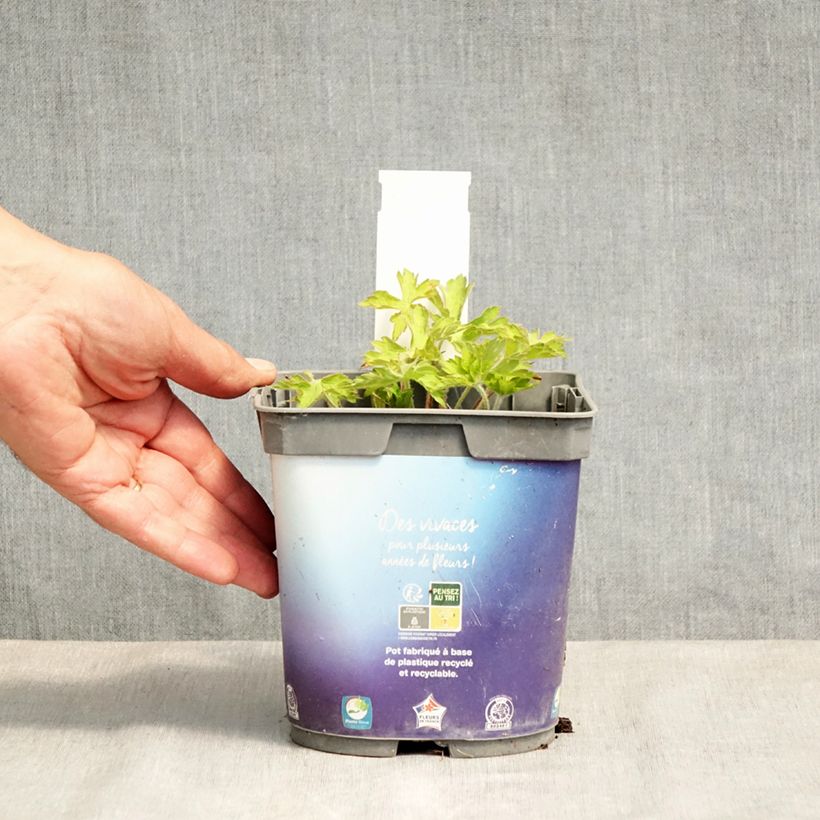 Spécimen de Géranium vivace Sweet Heidi Pot de 2L/3L tel que livré au printemps