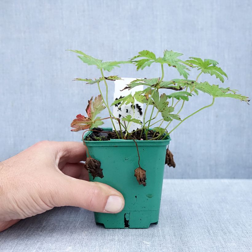 Spécimen de Géranium vivace sylvaticum May Flower Godet de 8/9 cm tel que livré en automne