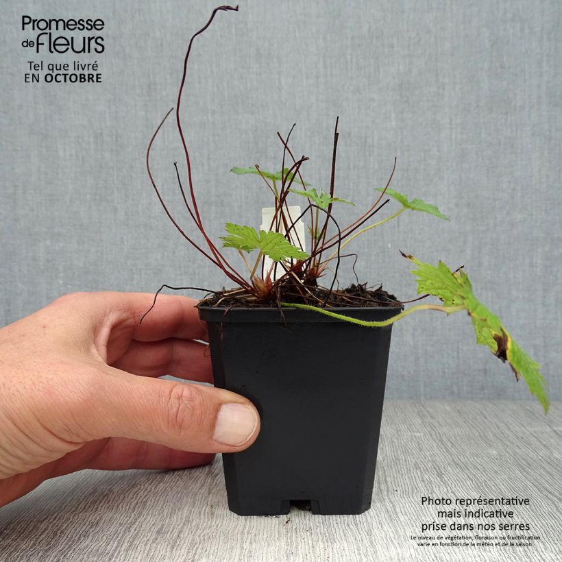 Spécimen de Géranium vivace versicolor  Godet de 8/9 cm tel que livré en automne