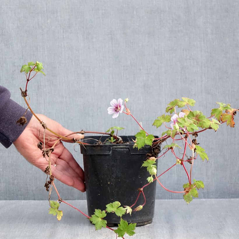 Spécimen de Géranium vivace wallichianum Crystal Lake - Géranium vivace mauve clair Pot de 2L/3L tel que livré en automne