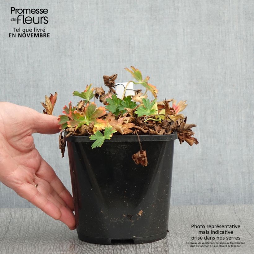 Spécimen de Geranium vivace yoshinoi Confetti Pot de 1,5L/2L tel que livré en automne